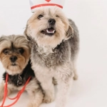 Sweet Bonanza слот-игра с фруктами и конфетами на экране